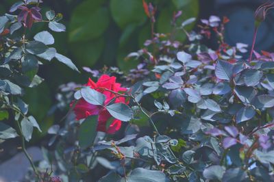 Close-up of red flowering plant