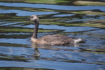 Close-up of duck swimming in lake