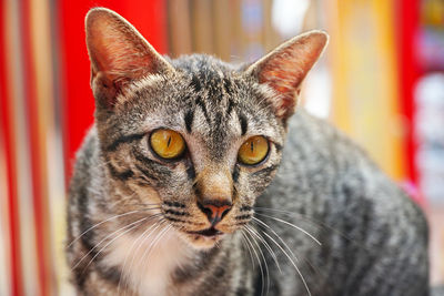Close-up portrait of a cat