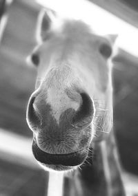 Close-up portrait of a horse
