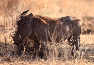 Oxpecker on warthog at tarangire national park