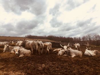 Flock of sheep in a field