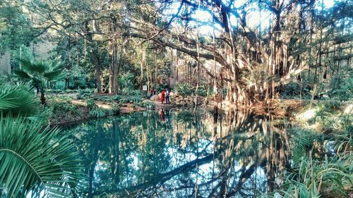 Reflection of trees on lake in forest
