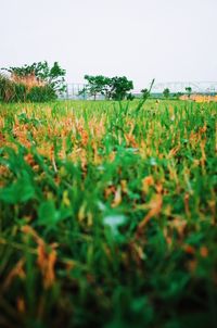 Scenic view of field against clear sky