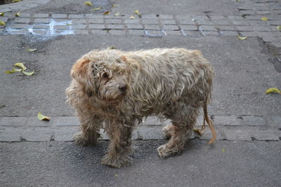 Dog on road