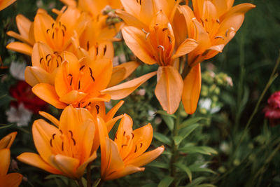 Close-up of orange flowering plant