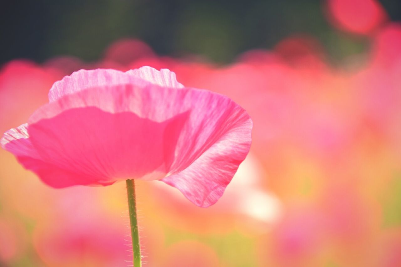 flower, petal, flower head, fragility, freshness, focus on foreground, close-up, growth, beauty in nature, single flower, red, nature, blooming, selective focus, stem, plant, in bloom, pink color, blossom, botany