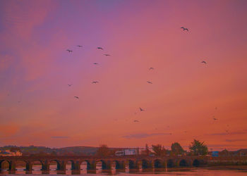 Birds flying in the sky at sunset