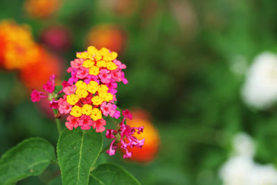 Close-up of red flowering plant in park