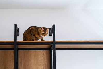 Funny playful cat sitting on shelf. bengal cat looking down from rack.