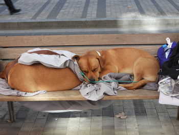 High angle view of dog sleeping