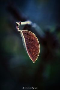 Close-up of dried growing on plant