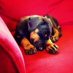 Close-up of dog sleeping on red sofa