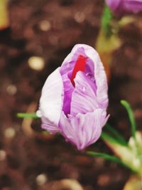 Close-up of pink crocus flower on field