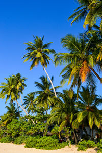 Palm trees against clear blue sky