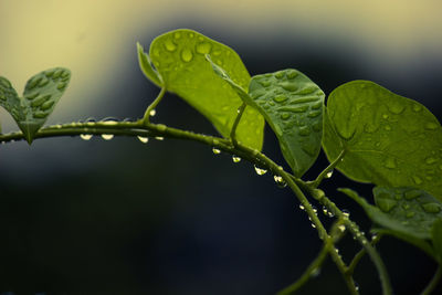 Close-up of water drops on plant leaves