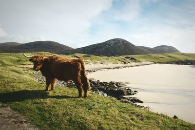 Cow on mountain against sky