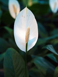 Close-up of white lotus water lily