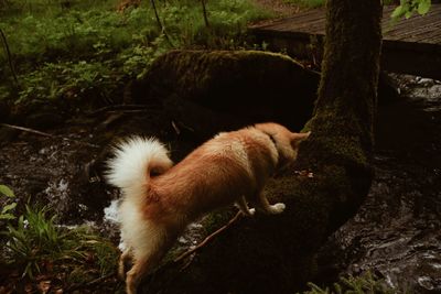 View of a dog on tree trunk