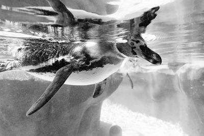 Close-up of jellyfish swimming in sea