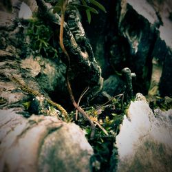 Moss growing on rock in forest