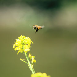 Close-up of bee pollinating on flower