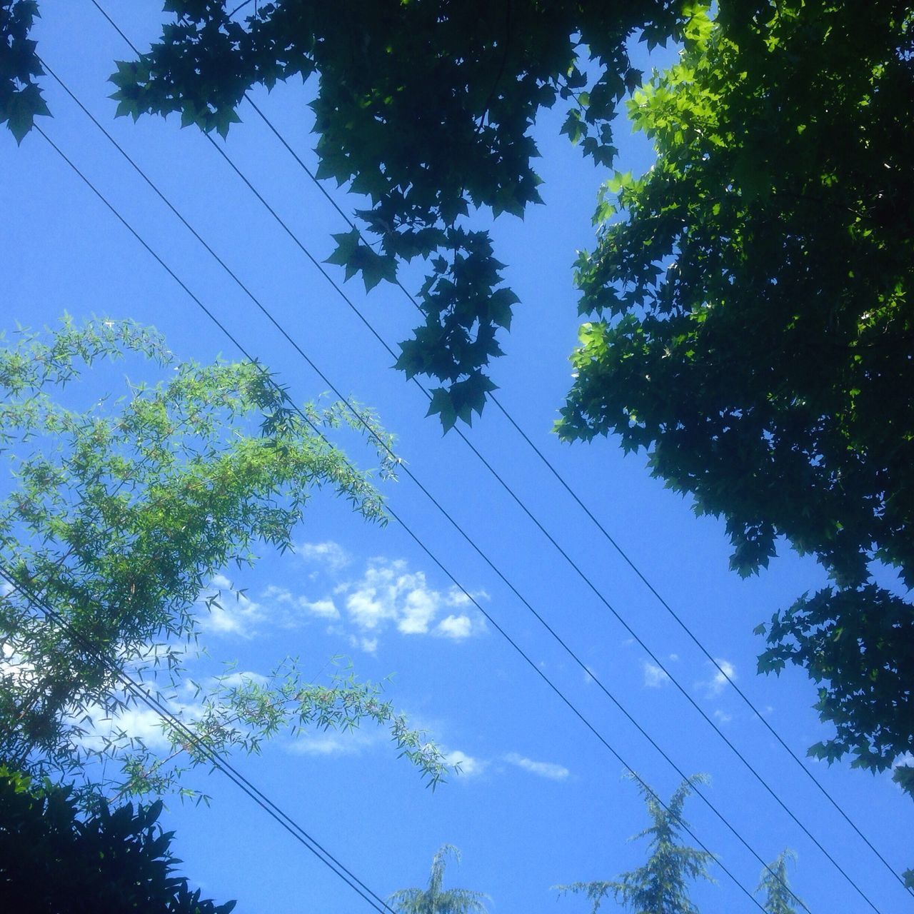 low angle view, tree, sky, branch, blue, power line, nature, growth, cable, electricity, day, outdoors, no people, tranquility, connection, beauty in nature, high section, electricity pylon, directly below, cloud