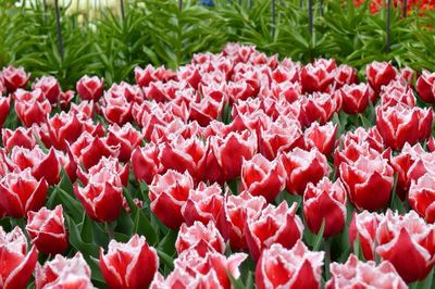 Close-up of red flowers blooming outdoors