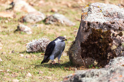 Close-up of bird perching on rock