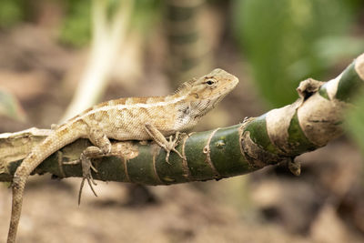 Close-up of lizard on tree