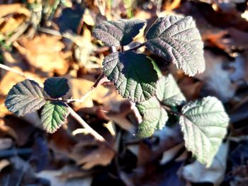 Close-up of leaves on plant