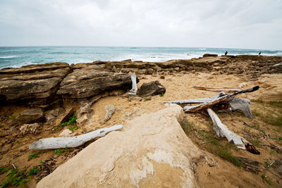 Driftwood on beach against sky