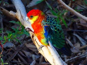 Close-up of parrot perching on tree