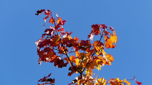 Low angle view of cherry blossom against blue sky