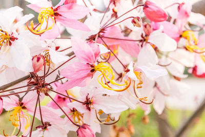 Close-up of pink cherry blossoms