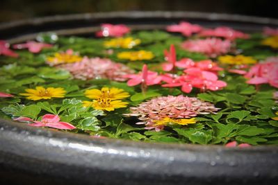 Close-up of pink flowering plants