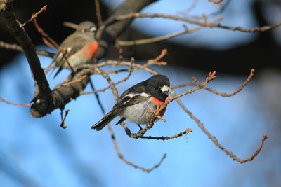 Close-up of robins perching on branch