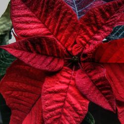 Close-up of red leaves