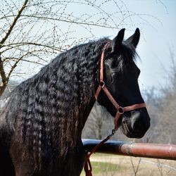 Close-up of horse against sky