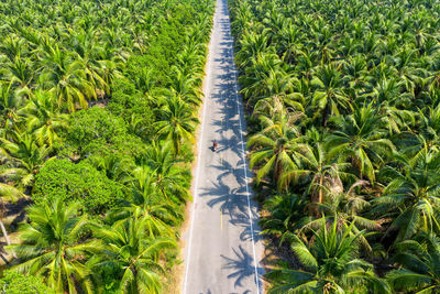 Aerial view of road amidst coconut trees 