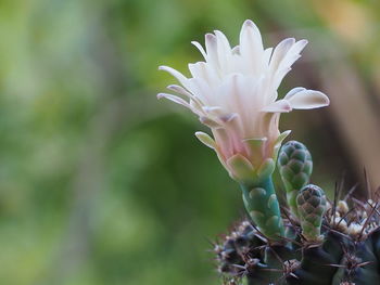 Close-up of succulent plant