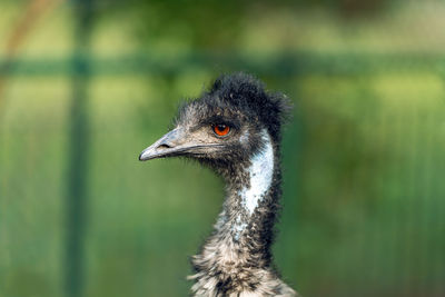 bird