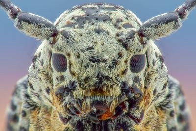 Close-up portrait of lizard against sky
