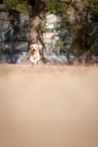 Small dog in a field