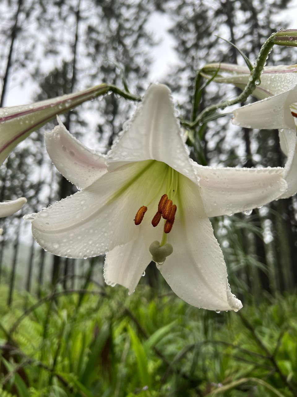 plant, flower, flowering plant, beauty in nature, growth, nature, tree, close-up, white, fragility, petal, freshness, focus on foreground, no people, lily, flower head, inflorescence, blossom, day, outdoors, pollen, springtime, branch, botany