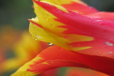 Close-up of water drops on leaf