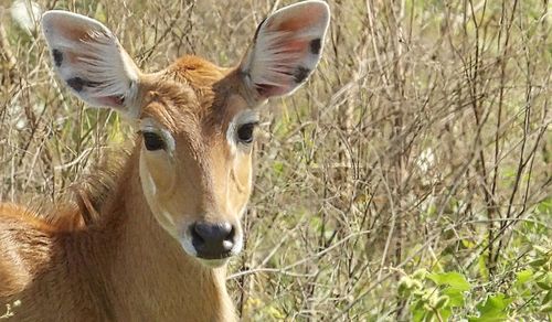 Close-up of giraffe on field