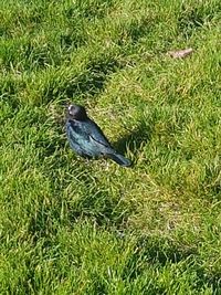 High angle view of bird perching on grass