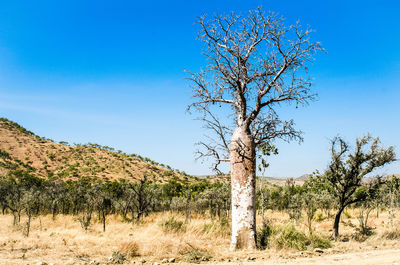 Bare trees on landscape against clear blue sky