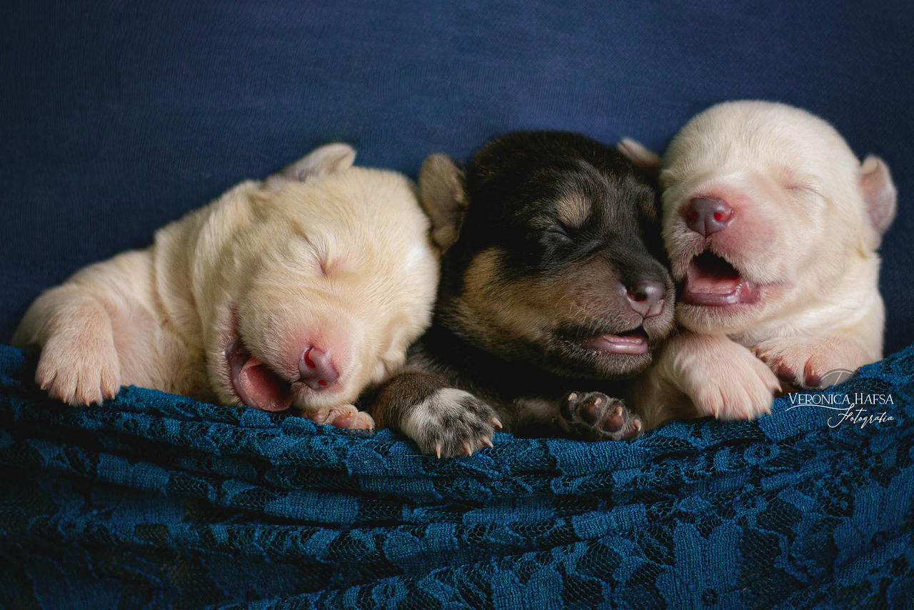 mammal, animal themes, animal, domestic animals, pet, dog, canine, puppy, one animal, young animal, relaxation, lap dog, cute, indoors, sleeping, lying down, no people, eyes closed